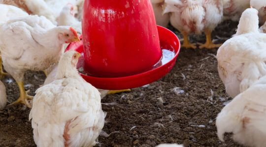 abreuvoir poulailler